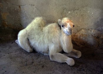 Одесский зоопарк преподнес журналистам необычный подарок