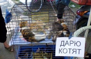 В Одессе запрещено продавать животных вне территории Староконного рынка