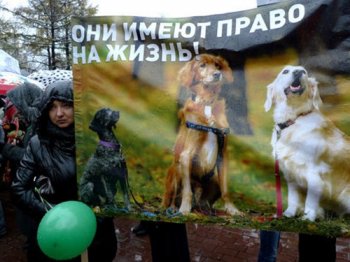 Активисты из Молодежного Единства "положили" сайт догхантеров