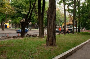 На Французском бульваре Одессы высадят новые деревья