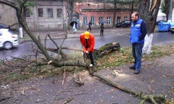 В Малиновском районе Одессы продолжается снос сухих и аварийных деревьев