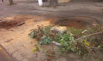 В Малиновском районе Одессы идет обрезка аварийных деревьев