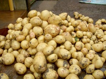 В Одессе продажа картофеля по низким ценам продлится 19 и 20 октября