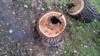 В Малиновском районе Одессы сносят сухостой