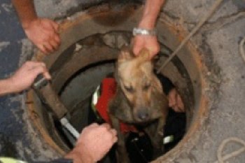 Измаильские спасатели освободили из канализационного «плена» собаку