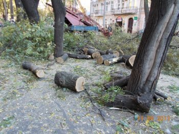 На Французском бульваре Одессы высадят еще 62 ясеня
