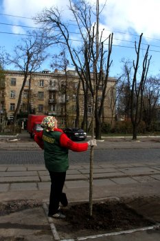 На Французском бульваре высадили еще 62 дерева
