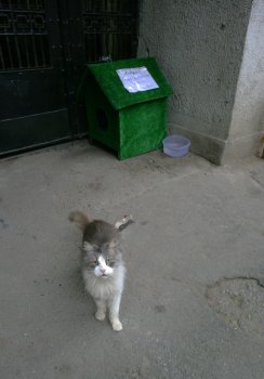 Знаменитому одесскому коту Феде выделили жилье