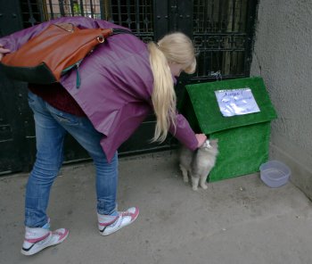 Знаменитому одесскому коту Феде выделили жилье