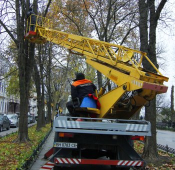 Деревья Приморского бульвара спасены от проводов