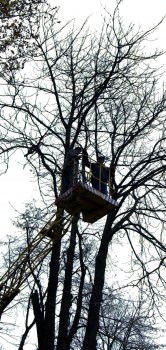 Деревья Приморского бульвара спасены от проводов
