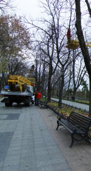 Деревья Приморского бульвара спасены от проводов