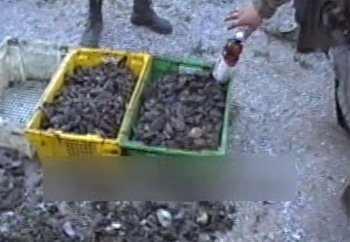 Прокуратура Одесской области выявила факты браконьерского вылова рыбы