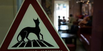 Одесские мужики воруют друг у друга кошачий инвентарь