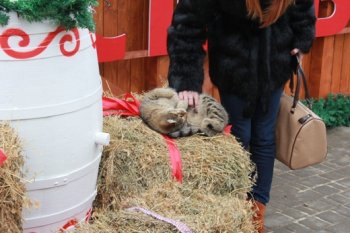 Последние новости с ярмарки на Дерибасовской (фото)