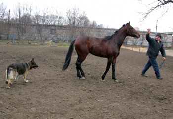 Одесский ипподром: Блеск и... нынешнее состояние