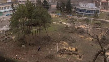 Прокуратура проверяет законность вырубки деревьев в санатории «Магнолия», МВД возбудило уголовное дело