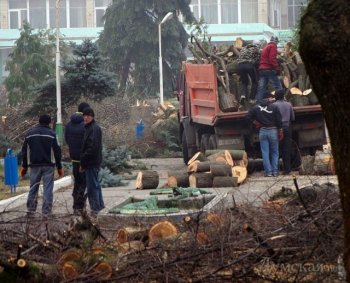 Город восстановит зеленые насаждения на Французском бульваре