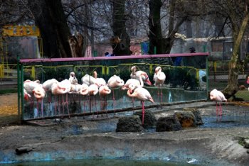 Как в Одесском зоопарке 2014 год встречали (фото)