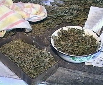 В Измаиле задержан наркопроизводитель с 50 кг марихуаны на 850 тыс. грн. (фото)