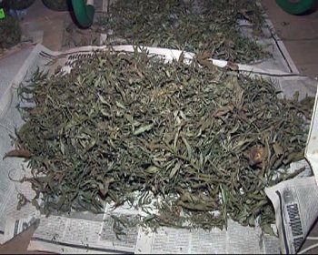 В Измаиле задержан наркопроизводитель с 50 кг марихуаны на 850 тыс. грн. (фото)