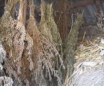 В Измаиле задержан наркопроизводитель с 50 кг марихуаны на 850 тыс. грн. (фото)