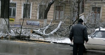 Стихийное бедствие в Одессе: из-за обледенения в городе массово попадали деревья