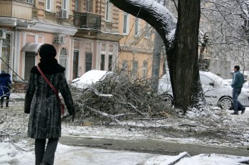 Стихийное бедствие в Одессе: из-за обледенения в городе массово попадали деревья