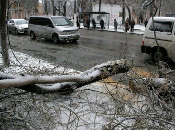 Стихийное бедствие в Одессе: из-за обледенения в городе массово попадали деревья