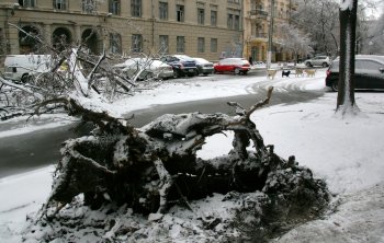 Стихийное бедствие в Одессе: из-за обледенения в городе массово попадали деревья