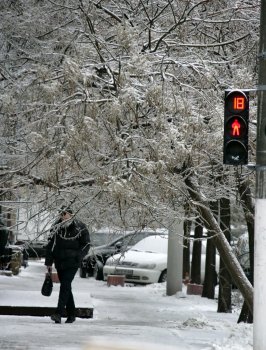 Стихийное бедствие в Одессе: из-за обледенения в городе массово попадали деревья