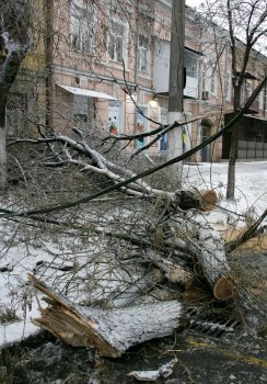 Стихийное бедствие в Одессе: из-за обледенения в городе массово попадали деревья