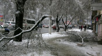 Стихийное бедствие в Одессе: из-за обледенения в городе массово попадали деревья