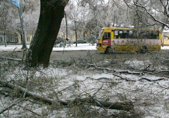 Стихийное бедствие в Одессе: из-за обледенения в городе массово попадали деревья