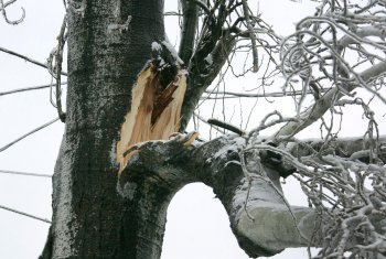 Стихийное бедствие в Одессе: из-за обледенения в городе массово попадали деревья
