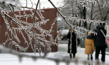 Стихийное бедствие в Одессе: из-за обледенения в городе массово попадали деревья
