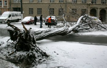 Стихийное бедствие в Одессе: из-за обледенения в городе массово попадали деревья