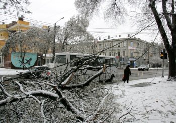 Стихийное бедствие в Одессе: из-за обледенения в городе массово попадали деревья