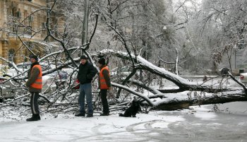 Стихийное бедствие в Одессе: из-за обледенения в городе массово попадали деревья
