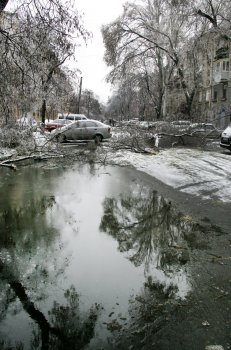 Стихийное бедствие в Одессе: из-за обледенения в городе массово попадали деревья