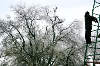 Одесса попрощалась с главной елкой города (фото)