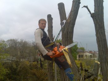 Одесские коммунальщики омолаживают деревья и памятник Шевченко