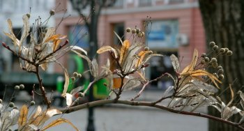 Дерибасовская преображается