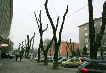 В Горзелентресте говорят, что будет красиво