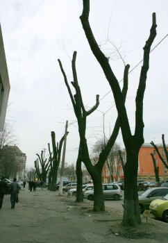 В Горзелентресте говорят, что будет красиво