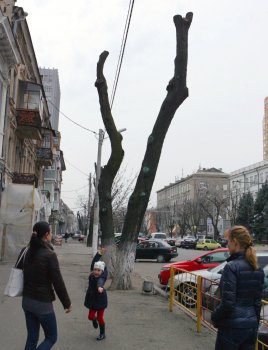 В Горзелентресте говорят, что будет красиво