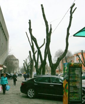 В Горзелентресте говорят, что будет красиво