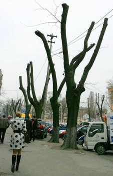 В Горзелентресте говорят, что будет красиво