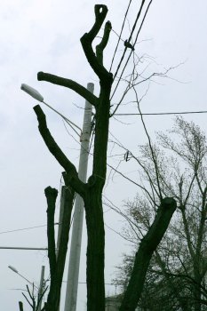 В Горзелентресте говорят, что будет красиво