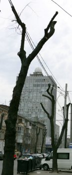 В Горзелентресте говорят, что будет красиво
